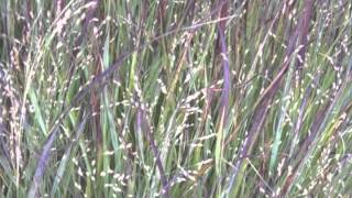 Panicum virgatum Switch grass [upl. by Verile]