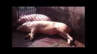 innovative pig farm in india and pig farm consultants nidhish farms 9811284190 [upl. by Tjaden497]