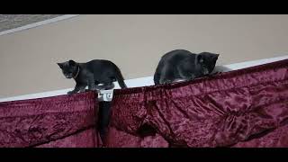 kittens climbing the curtain again [upl. by Persse]