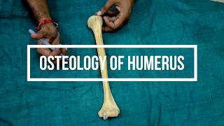 Osteology of Humerus [upl. by Htnicayh]