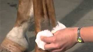 IntraArticular Joint Injections The Fetlock [upl. by Yllut841]