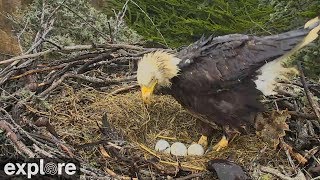 Never Stop Learning  Five Fascinating Facts about Bald Eagle Eggs [upl. by Saunder]