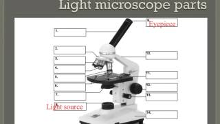 How to properly use a compound light microscope [upl. by Brighton]