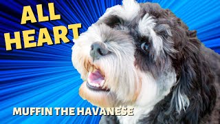 Muffin the Havanese  Told by Anne dog dogs animals animal pet pets puppy doglover [upl. by Rialc862]