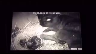 Rabbit giving birth CCTV continental giant none intrusive [upl. by Lyndel121]