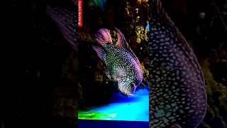 Firemouth fish monster fish keeping in tank monsterfish predatorfish firemouthfish shortsviral [upl. by Jimmie]