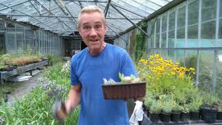 How to tend to your agapanthus after flowering [upl. by Nikolaus]