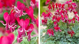 How to Plant Dicentra SpringSummer Guide [upl. by Dorry]