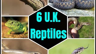 All 6 Native UK Reptiles [upl. by Plato]