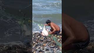 ¡Impresionante Fuerza y pesca hace este Hombre al Sacar su red [upl. by Reffinnej]