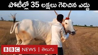 Bull Race రూ6 లక్షలకు కొన్న ఈ ఎద్దు పోటీల్లో రూ35 లక్షలు గెలిచింది  BBC Telugu [upl. by Fillian685]