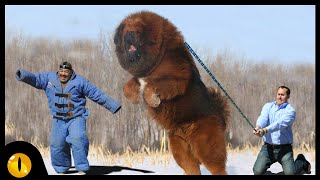 TOP 10 STRONGEST DOG BREEDS [upl. by Amat543]