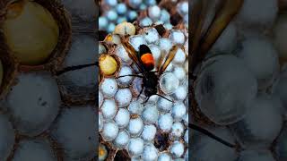 Foam layer covering wasp larvae cocoon shorts bee [upl. by Akcirderf]