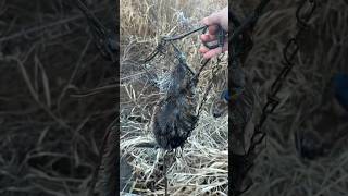 Muskrat trapping pov maine [upl. by Lassiter52]