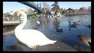 Ducks Geese Swans onThe River Feeding Ducks on a Frozen England [upl. by Adnwahsat912]