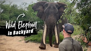 Getting close with Elephants – My best Encounters during my Professional Field Guide Course [upl. by Refinnej]