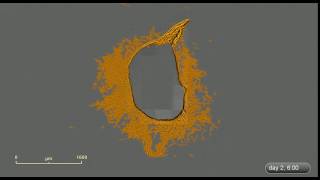 Fibroblasts migration out of human skin biopsy [upl. by Axe]