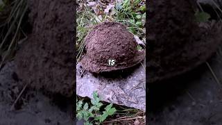 Elmetto Adrian trovato con il metaldetector ww1 metaldetecting antiquariato relic ww2 cimeli [upl. by Puna]