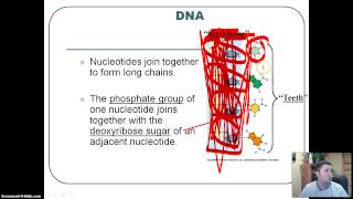 DNA Structure [upl. by Howell22]