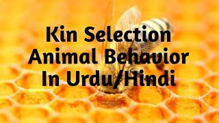 Kin SelectionAnimal Behavior In UrduHindi [upl. by Atwater]