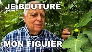 COMMENT BOUTURER UN FIGUIER [upl. by Hairacaz]