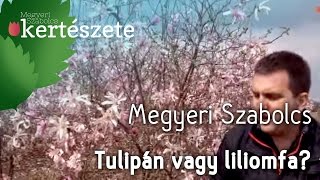 Tulipánfa vagy liliomfa  Megyeri Szabolcs Kertészete [upl. by Darom]