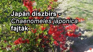 Japán díszbirs  Chaenomeles japonica fajták [upl. by Arihk354]