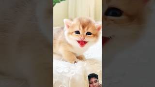 Cuter Cutelove cat meowmania cute meowplanet cutecat meowworld kittensounds kittten cats [upl. by Brand]