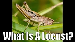 What is a locust [upl. by Radu]