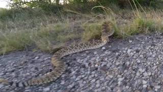 This is what happens when you play with Rattlesnakes [upl. by Ardyaf]