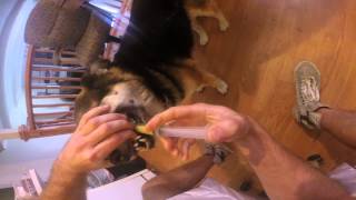 Juicing Treatment for a Sick Dog that Wont Eat  Shiela [upl. by Etteneg]