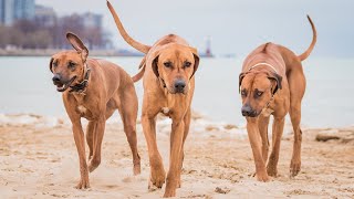 What Does A Rhodesian Ridgeback Look Like [upl. by Humph]