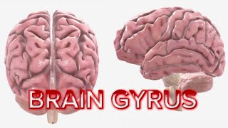 Detailed Guide to Brain Gyri Identifying Key Gyri in the Brainquot [upl. by Willet466]