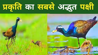 प्रकृति का सबसे अद्भुत पक्षी।। Amazing bird of nature।। Bronze winged jacana bird [upl. by Krahling]