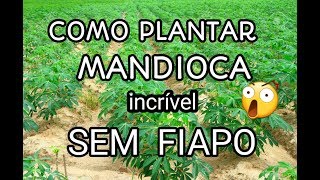 Como Plantar Mandioca Sem Fiapo Técnica Incrivél [upl. by Oglesby]