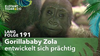 Gorillababy des Zoo Leipzig macht große Fortschritte Langfolge 191  Elefant Tiger amp Co  ARD [upl. by Layla]