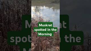 Muskrat Spotted in the Morning [upl. by Alaj]