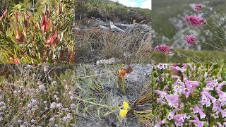 Fynbos Walk  Endemism of the Cape Flora [upl. by Attenna365]