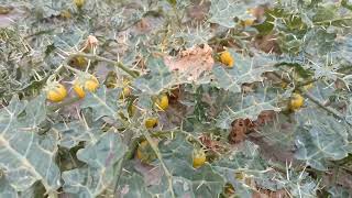 yellow fruit nightshade solanum virginianum amazing fruit who never seen  worldinfo yellowfruit [upl. by Razal976]