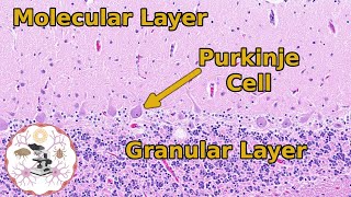 Cerebellar Histology  A Balanced Approach to Layers [upl. by Ardyth]