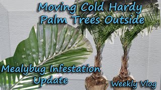 Mealybug Infestation  Moving Hardy Palm Trees Outside  Lowes Spring Plants [upl. by Heyman]