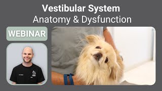 Vestibular System in Pets  Anatomy and Dysfunction  SEVN Webinar Series [upl. by Blithe68]