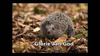 Glorie aan God Opwekking 354 [upl. by Eirrok479]