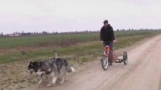 La passion des chiens de traîneau  à roulettes Aube [upl. by Michaeline170]