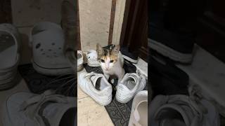 camouflage cat cats cat catshorts kitten cute funnycats catvideo animals catlover [upl. by Srednas]