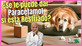 🔴 ¿SE LE PUEDE DAR PARACETAMOL A UN PERRO RESFRIADO 🔴 [upl. by Ynahpets]