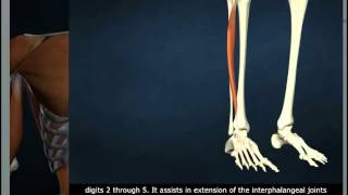 Extensor Digitorum Longus [upl. by Potash]