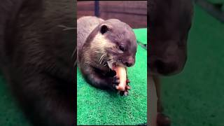 Cute Otter eating fish 🦦🐠 otter seaotter satisfying cuteanimal sealife oceanlife marinelife [upl. by Yecram]