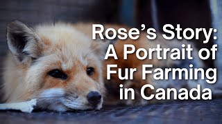 Roses Story A Portrait of Fur Farming in Canada [upl. by Nonnag]