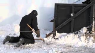 Self Feeding Silage Bag Demonstration [upl. by Amabel]